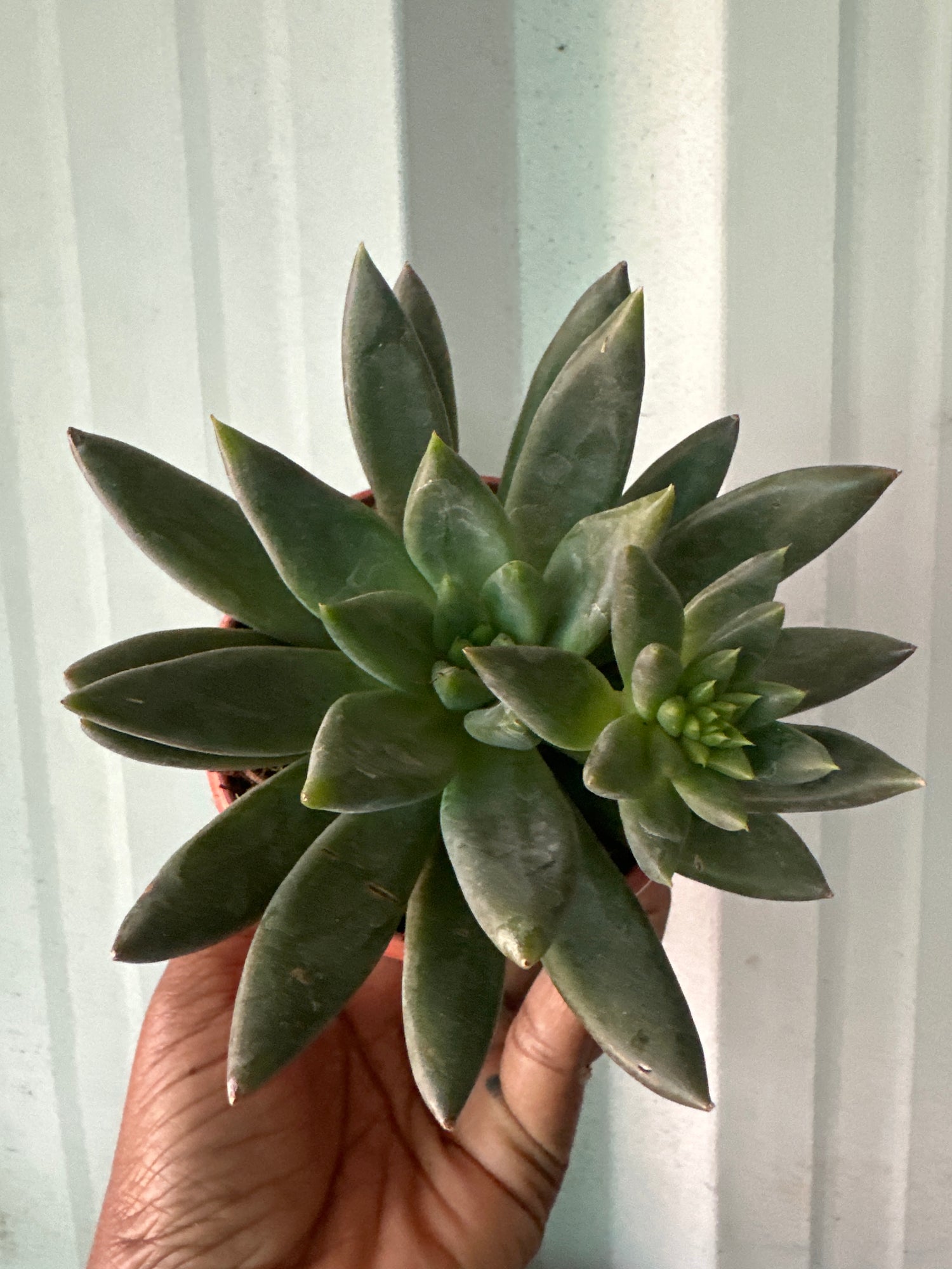 Succulent 4- Dark long leaf lotus Succulent