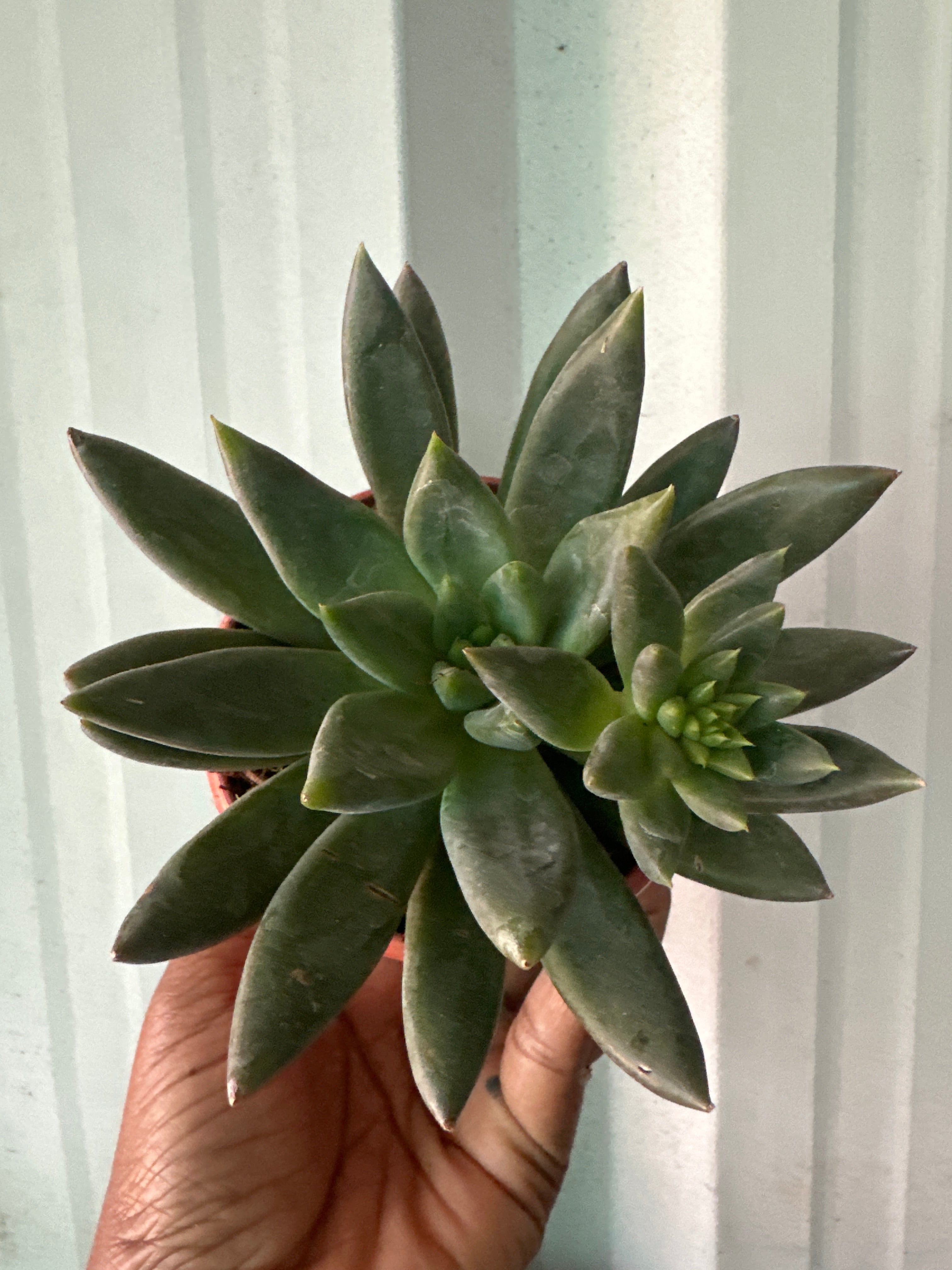 Succulent 4- Dark long leaf lotus Succulent
