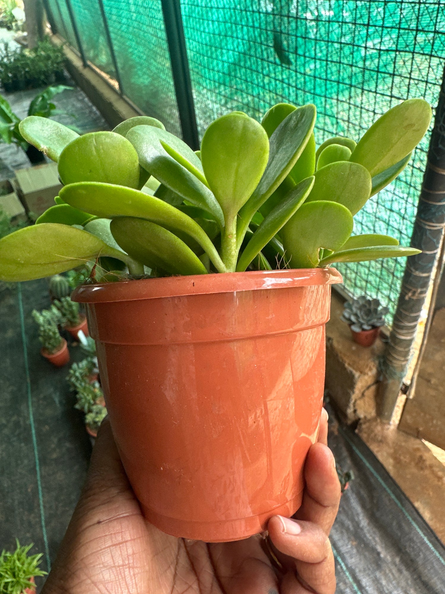 Succulent 8- Jade succulent