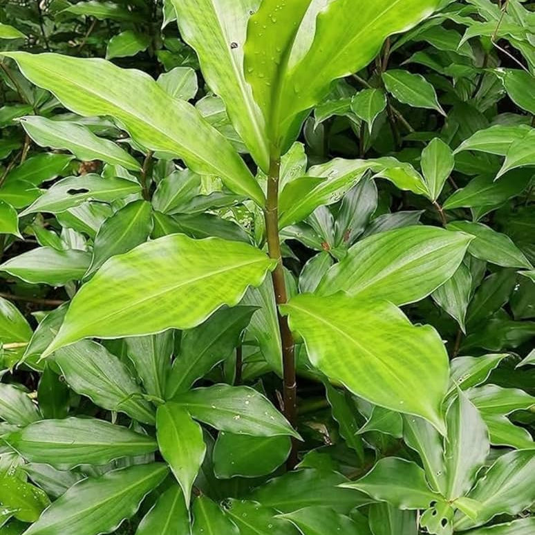 Insulin Plant