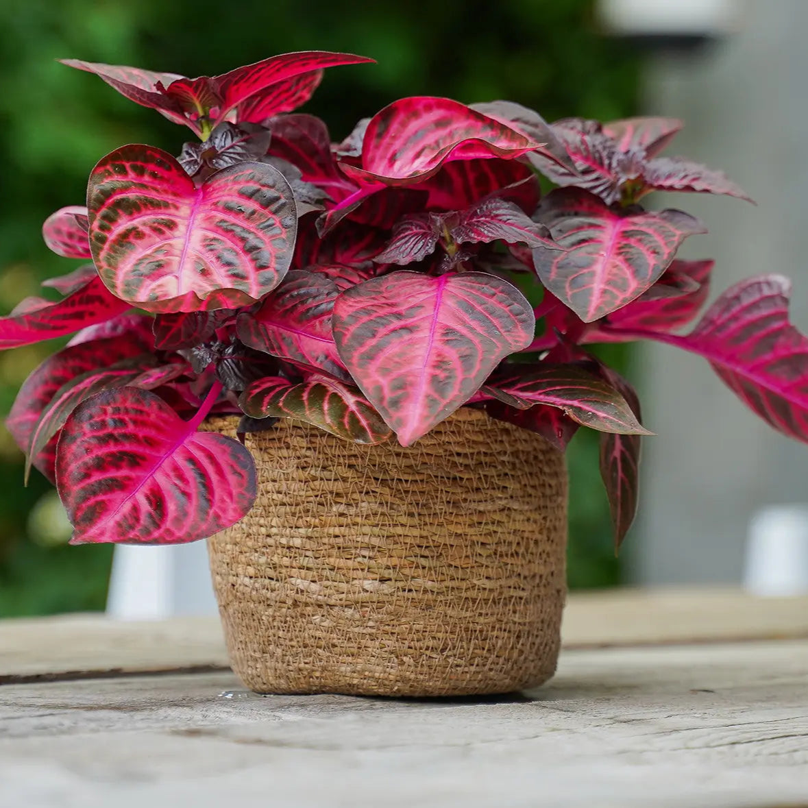 Iresine Herbstii / Red Bloodleaf