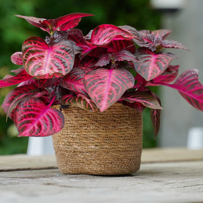 Iresine Herbstii / Red Bloodleaf