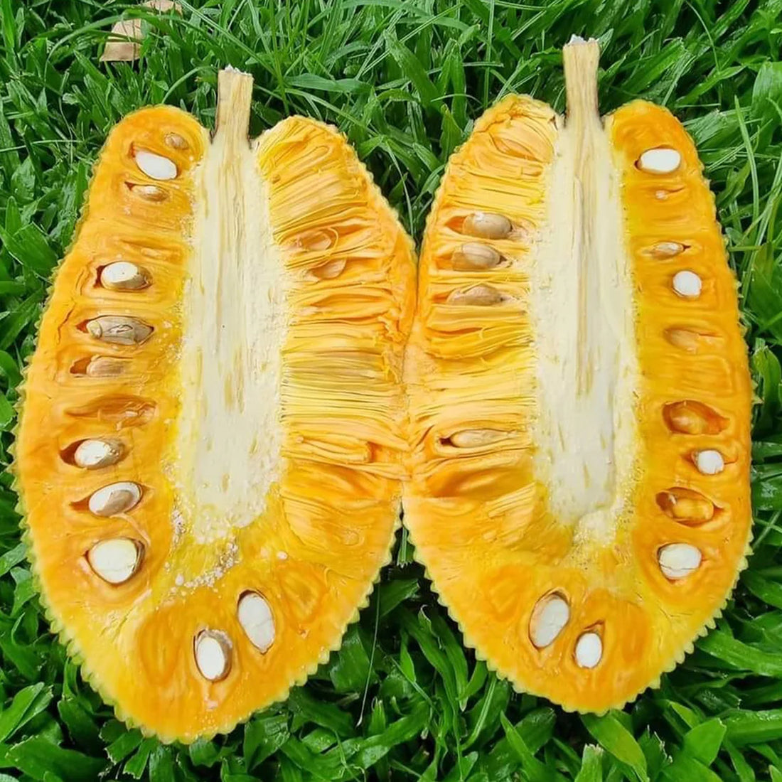 J33 Jackfruit plant Grafted