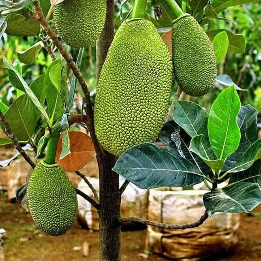 J33 Jackfruit plant Grafted