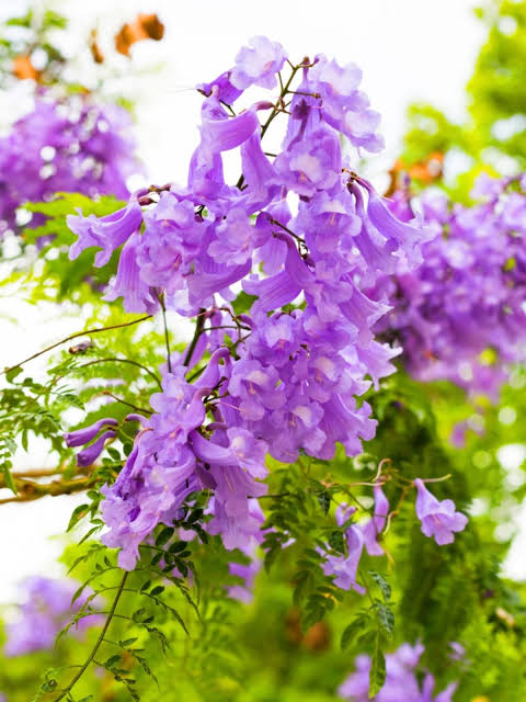 Jacaranda Flowering plant- Jakranta- Jacranta