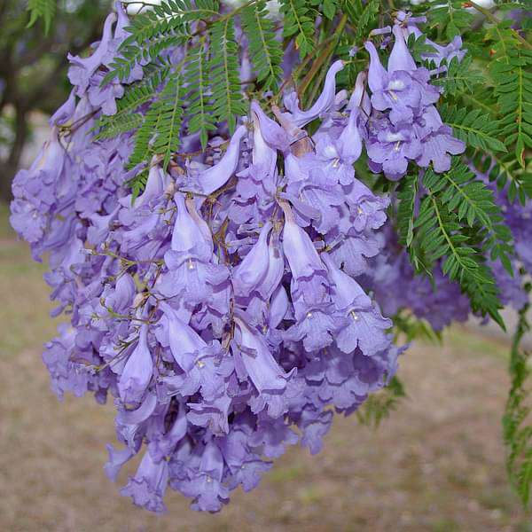 Jacaranda Flowering plant- Jakranta- Jacranta