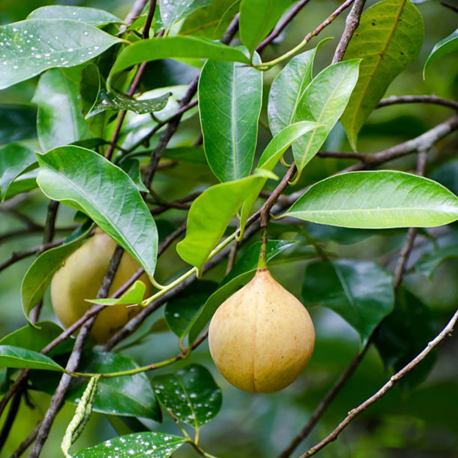 Nutmeg Tree,Jaathi Plant