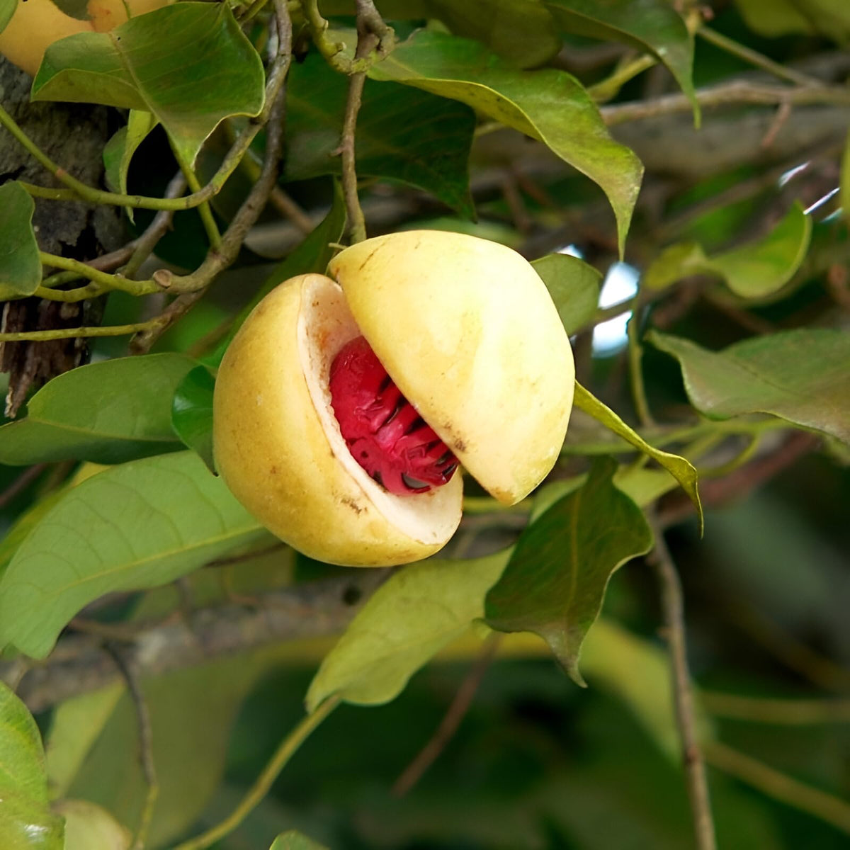 Jatti Tree Nutmeg Tree,Jaathi Plant – Wayanadan Touch Garden