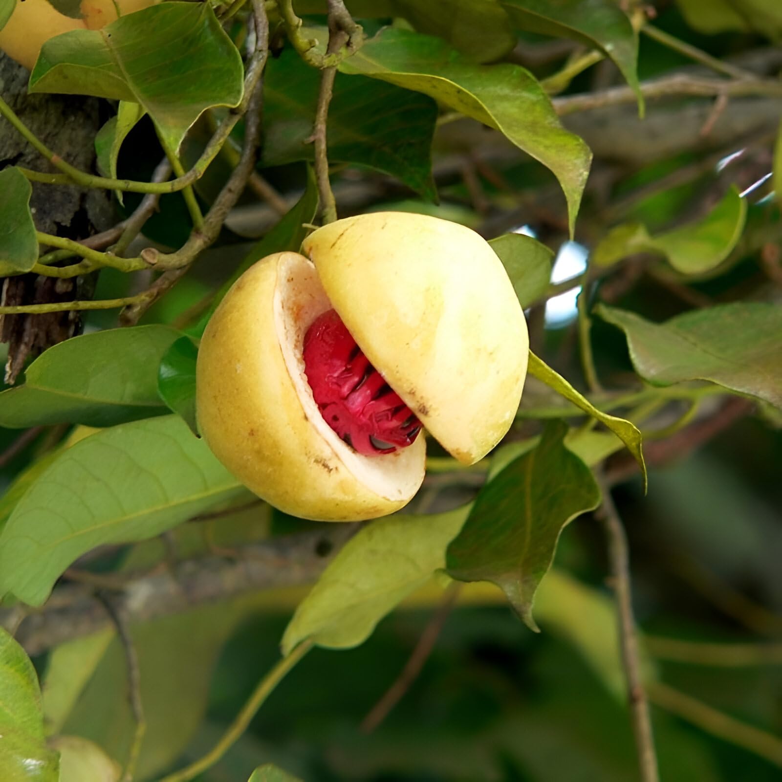 Nutmeg Tree,Jaathi Plant