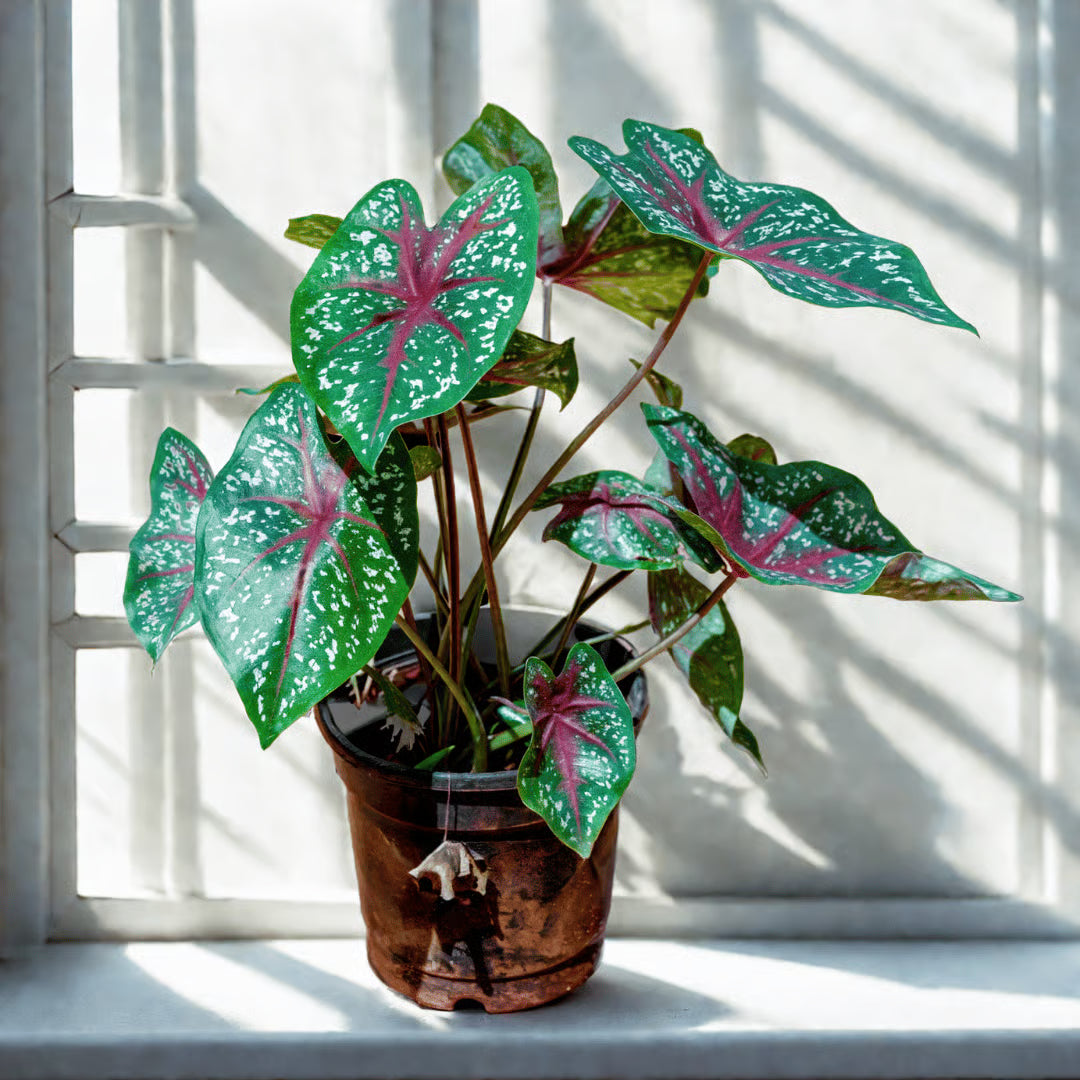 Caladium Angel wings- caladium Jesus heart- heart of Jesus- Caladium red veins