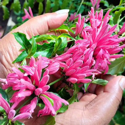 Justicia carnea- Brazilian Plume flower, Flamingo flower, Jacobina