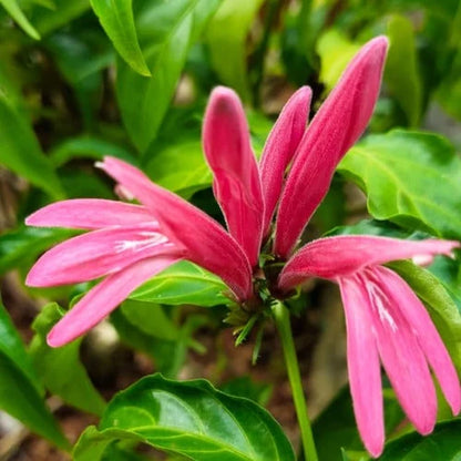Justicia carnea- Brazilian Plume flower, Flamingo flower, Jacobina