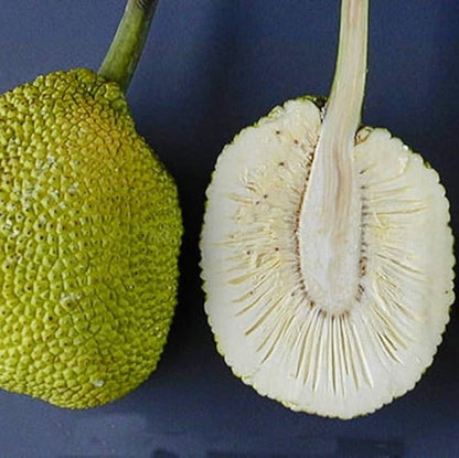 Kadaplavu- Breadfruit- Kadachakka