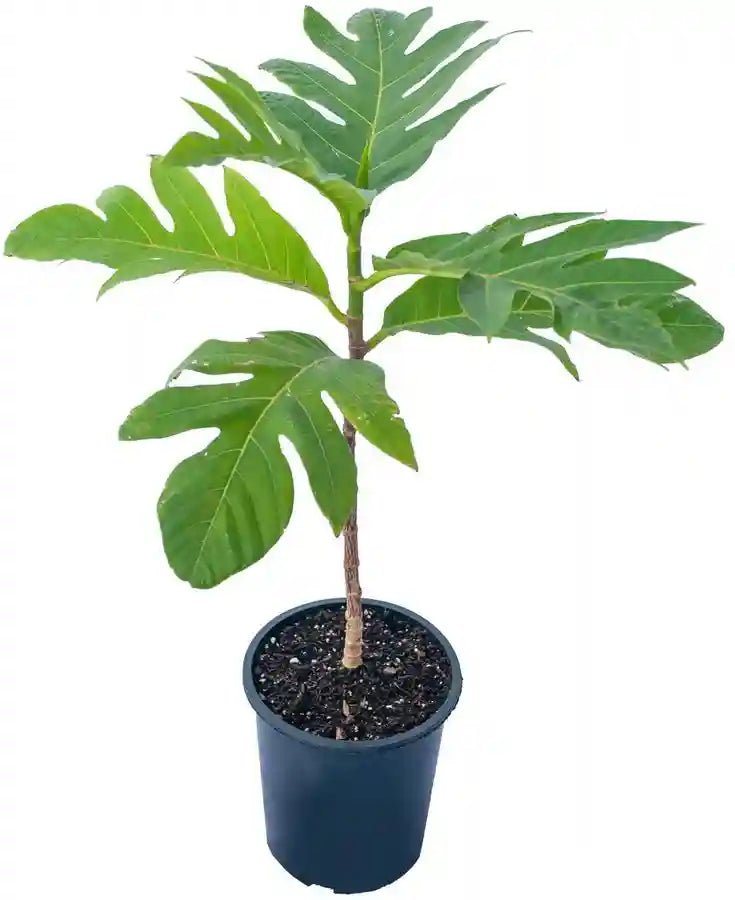 Kadaplavu- Breadfruit- Kadachakka