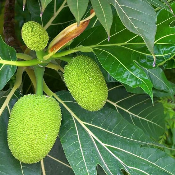Kadaplavu- Breadfruit- Kadachakka