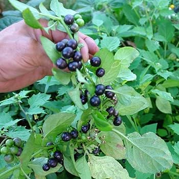 Manithakkali-Black Night shade-Sukkuti Keerai-Makoy-Sun berry-wonder cherry-Kakkapazham plant medicinal herb
