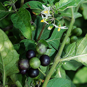 Manithakkali-Black Night shade-Sukkuti Keerai-Makoy-Sun berry-wonder cherry-Kakkapazham plant medicinal herb