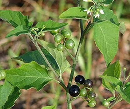 Manithakkali-Black Night shade-Sukkuti Keerai-Makoy-Sun berry-wonder cherry-Kakkapazham plant medicinal herb