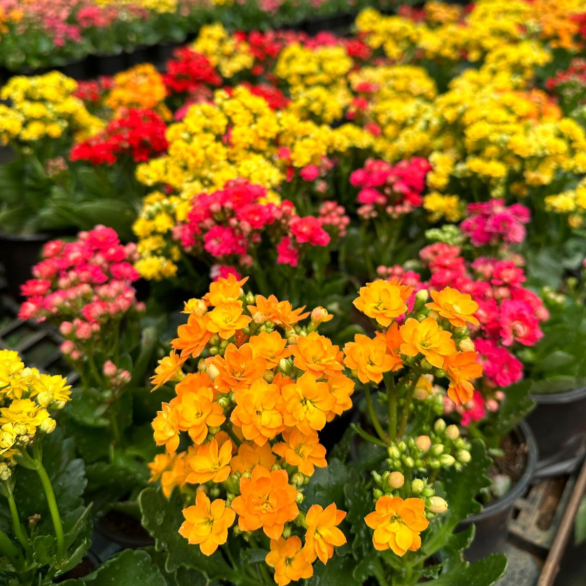 Kalanchoe COMBO OFFERS