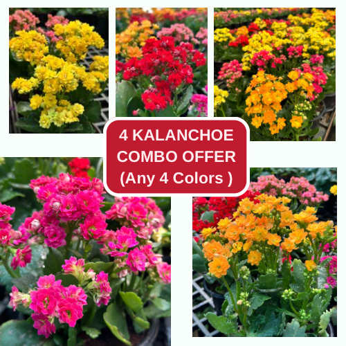 Kalanchoe COMBO OFFERS