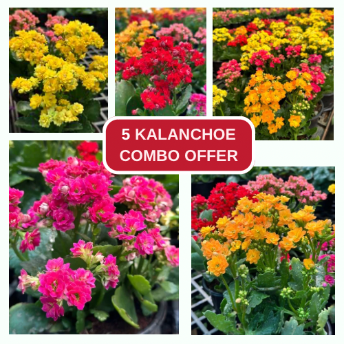 Kalanchoe COMBO OFFERS