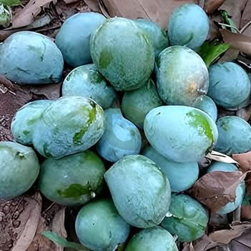 Kalapadi Mango grafted plant- Kaalapadi Mango Tree