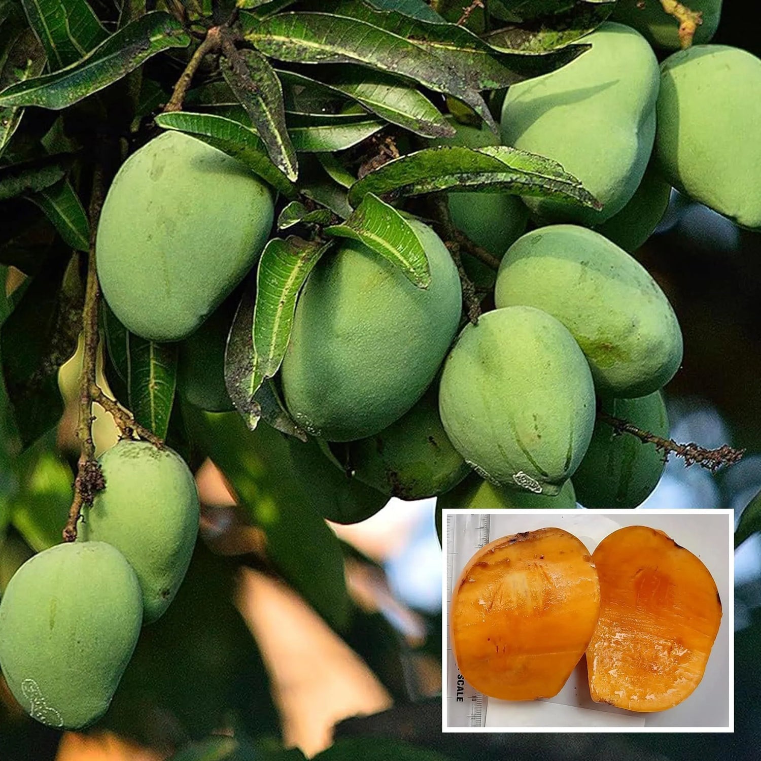 Kalapadi Mango grafted plant- Kaalapadi Mango Tree