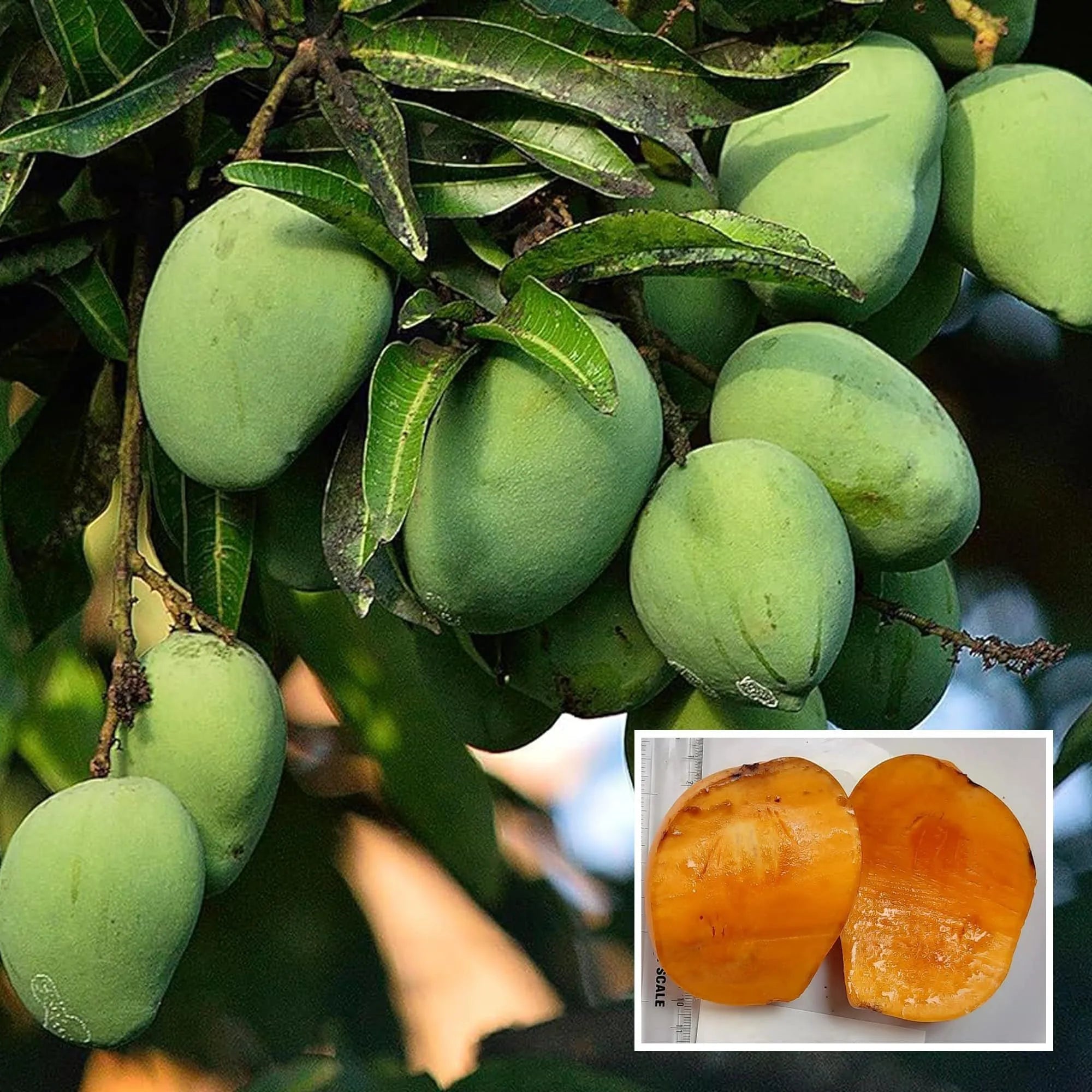 Kalapadi Mango grafted plant- Kaalapadi Mango Tree