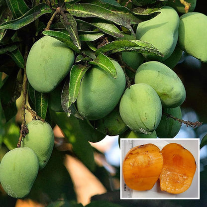 Kalapadi Mango grafted plant- Kaalapadi Mango Tree