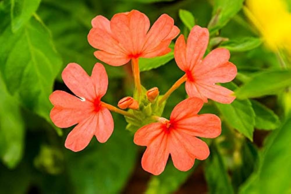 Kanakambaram Orange-Crossandra  infundibuliformis