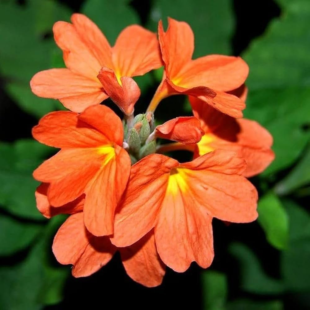 Kanakambaram Orange-Crossandra  infundibuliformis