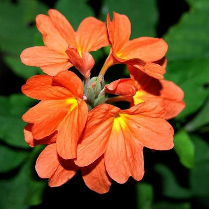 Kanakambaram Orange-Crossandra  infundibuliformis