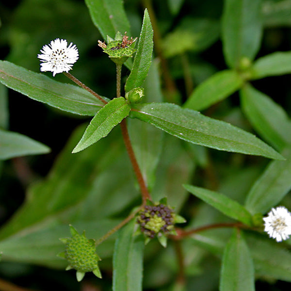 kanjunni / Bhringraj/Kayyoonni Medicinal plant