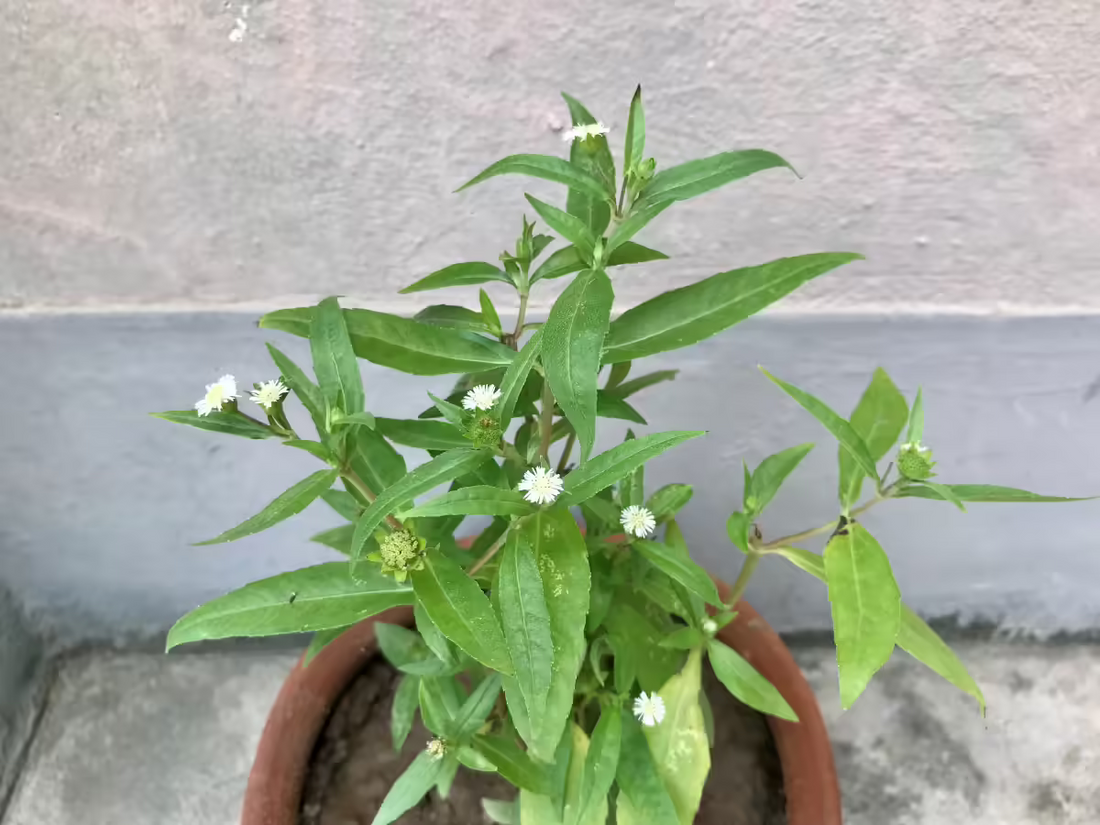 kanjunni / Bhringraj/Kayyoonni Medicinal plant