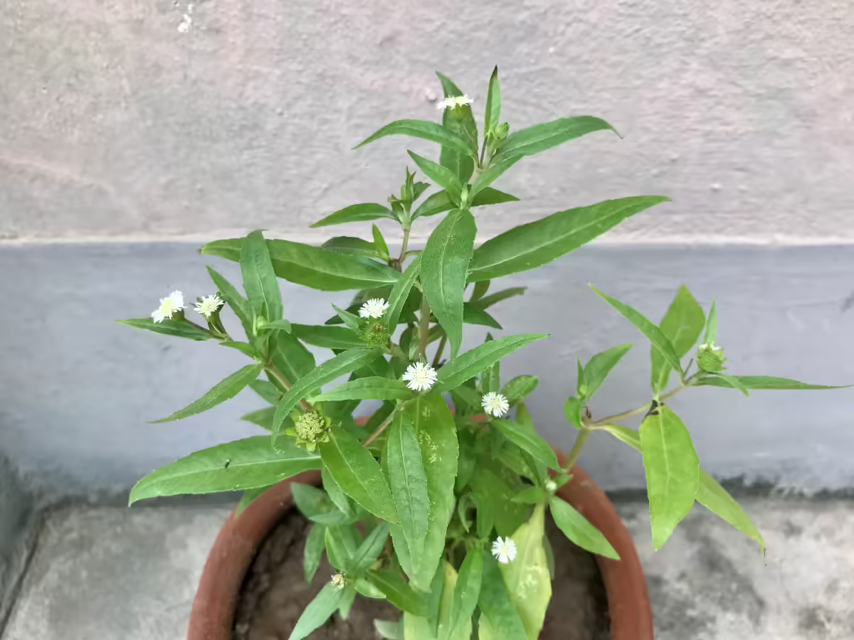 kanjunni / Bhringraj/Kayyoonni Medicinal plant