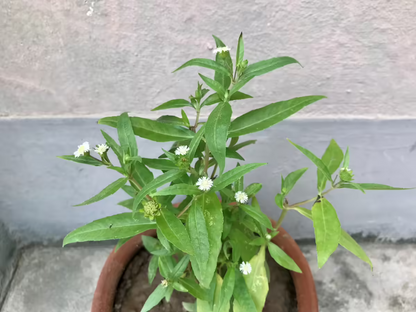 kanjunni / Bhringraj/Kayyoonni Medicinal plant