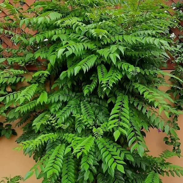 Curry Leaf Plant(Kariveppila) – Wayanadan Touch Garden