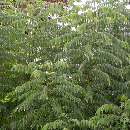 Curry Leaf Plant(Kariveppila)
