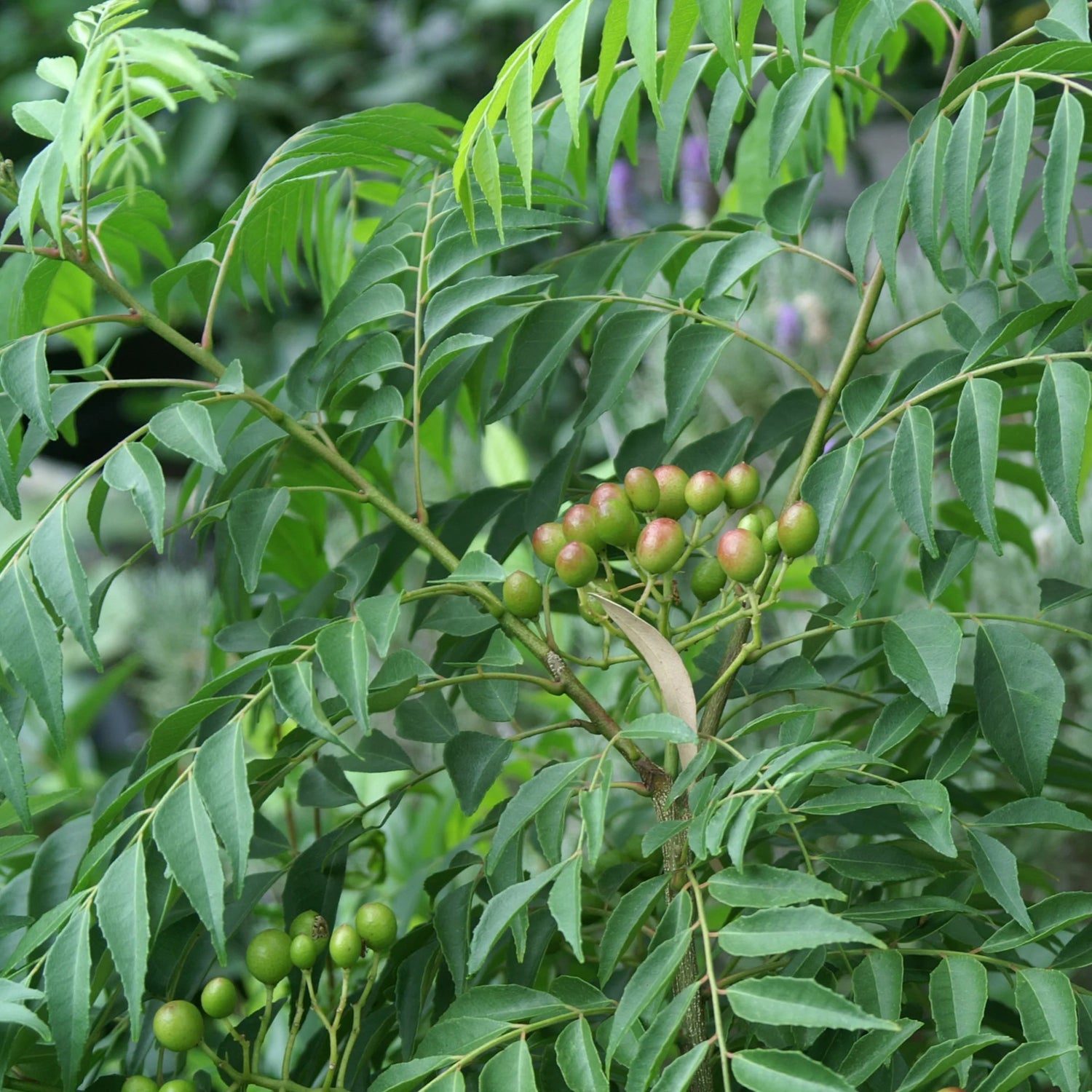 Curry Leaf Plant(Kariveppila)