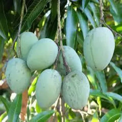 Karppooram Mango Grafted Plant- Karpooram Mango
