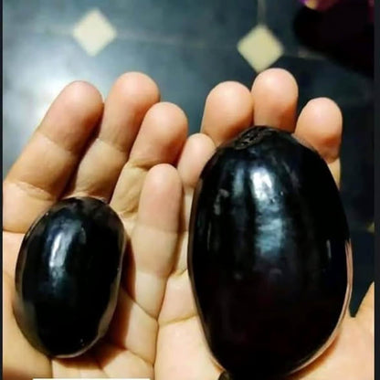 KG 10 Njaval Fruit Plant- Taiwan JUMBO Jamun- Jumbo Njaval LIVE PLANT- big size Njaval fruit plant