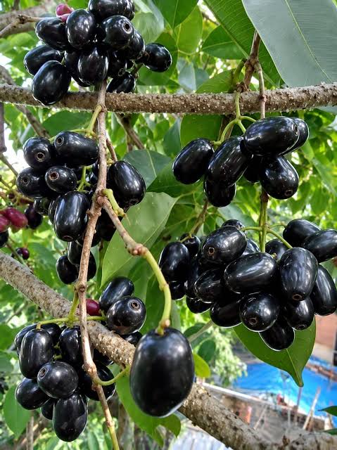 KG 10 Njaval Fruit Plant- Taiwan JUMBO Jamun- Jumbo Njaval LIVE PLANT- big size Njaval fruit plant