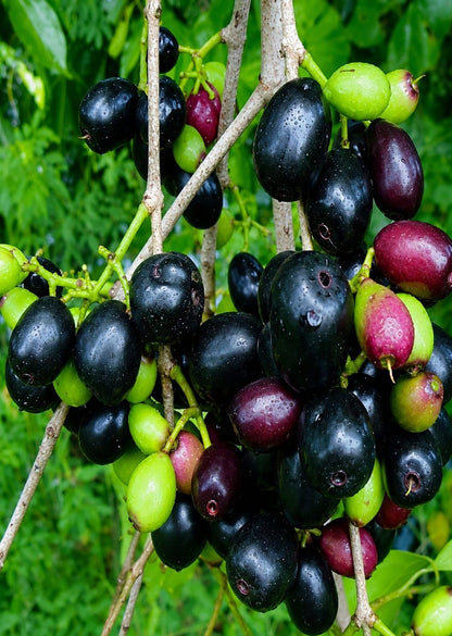 KG 10 Njaval Fruit Plant- Taiwan JUMBO Jamun- Jumbo Njaval LIVE PLANT- big size Njaval fruit plant