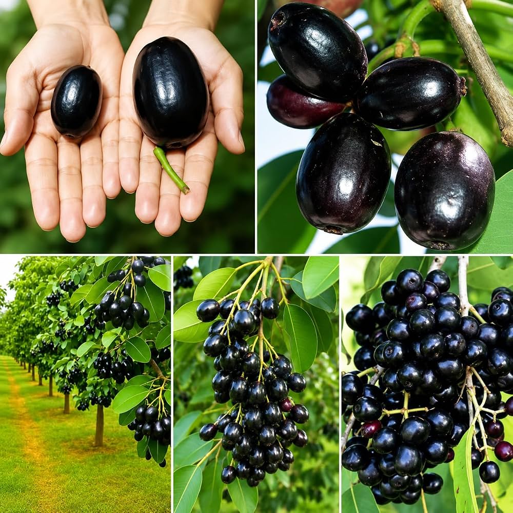 KG 10 Njaval Fruit Plant- Taiwan JUMBO Jamun- Jumbo Njaval LIVE PLANT- big size Njaval fruit plant