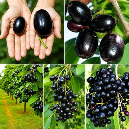 KG 10 Njaval Fruit Plant- Taiwan JUMBO Jamun- Jumbo Njaval LIVE PLANT- big size Njaval fruit plant