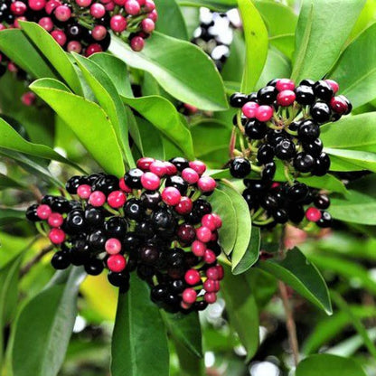 Kili Njaval (Ardisia elliptica)- Birds cherry