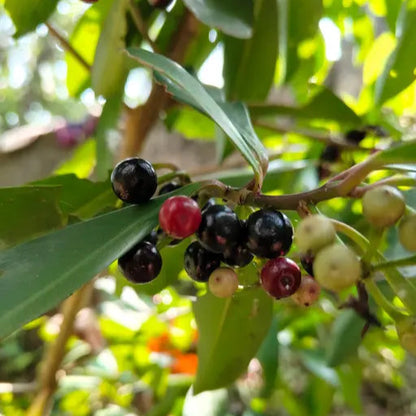 Kili Njaval (Ardisia elliptica)- Birds cherry