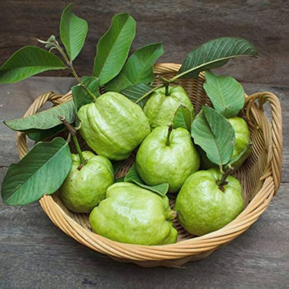 Kilo Pera Plant, Giant Guava Plant