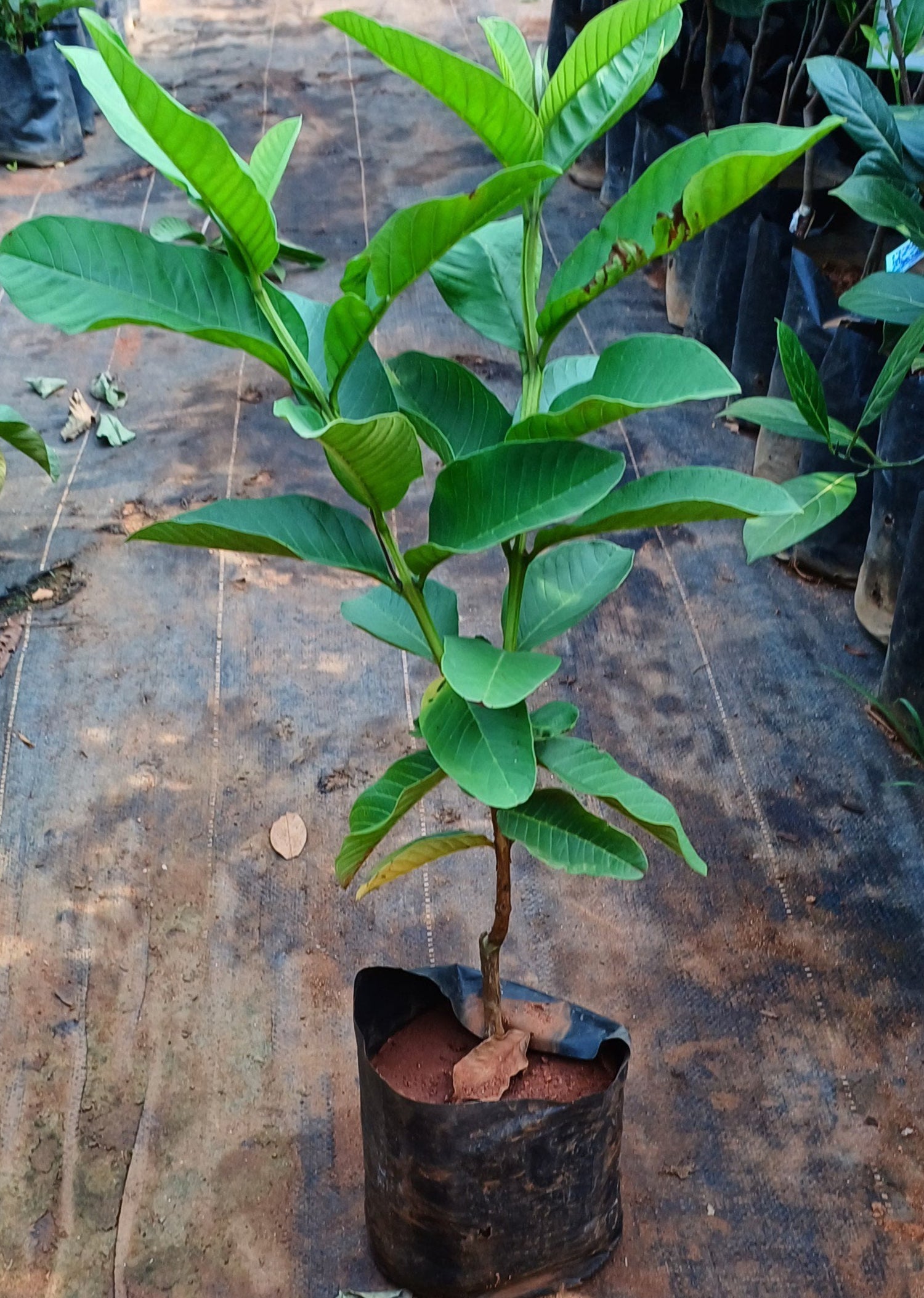 Kilo Pera Plant, Giant Guava Plant
