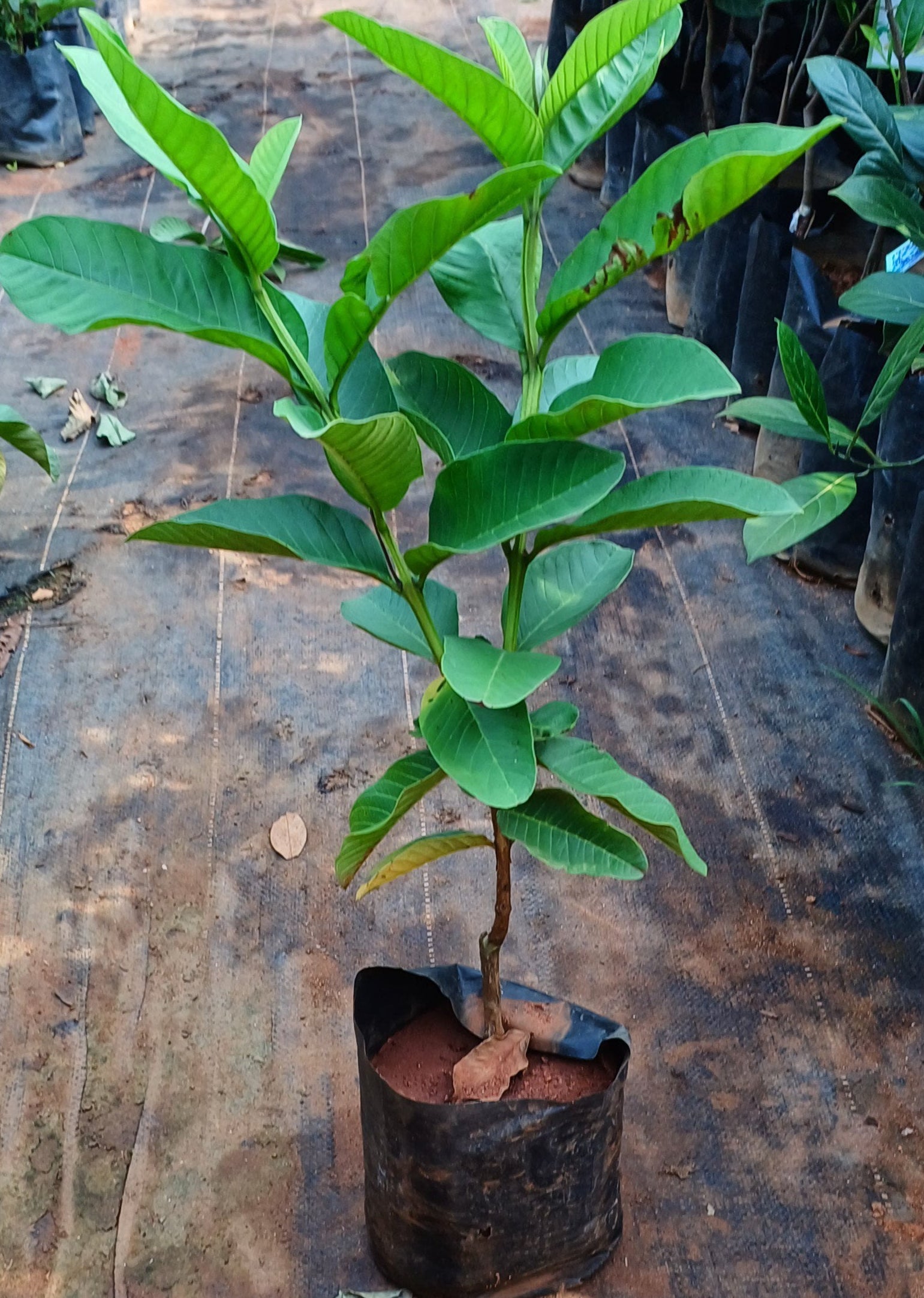 Kilo Pera Plant, Giant Guava Plant